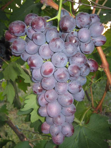 Виноград «низина2» описание сорта с фото и видео