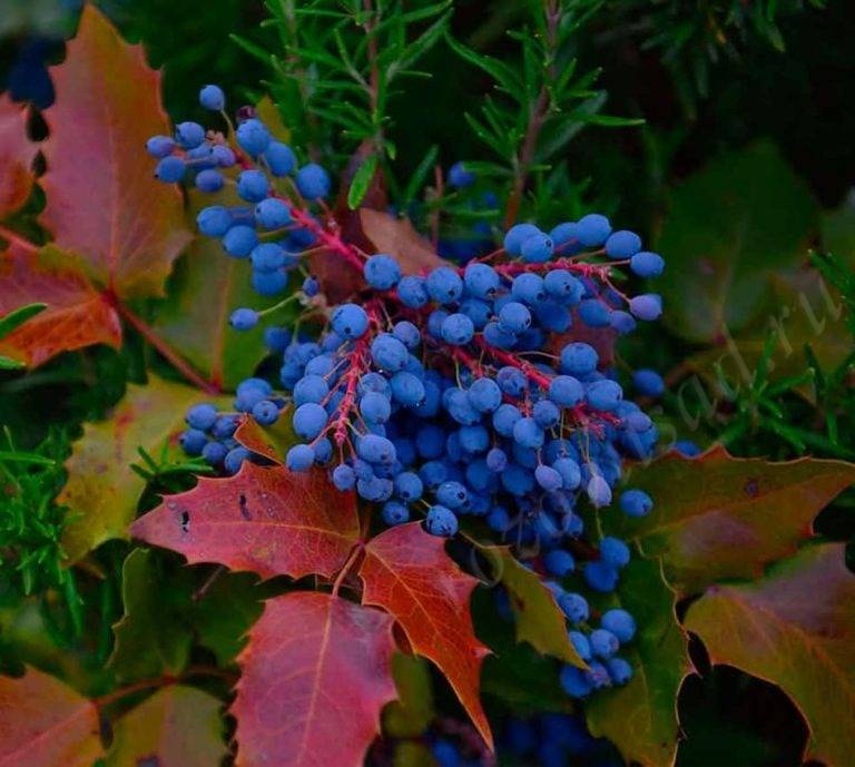 Падуболистная магония или орегонский виноград: хитрости размножения, ухода и борьбы с болезнями