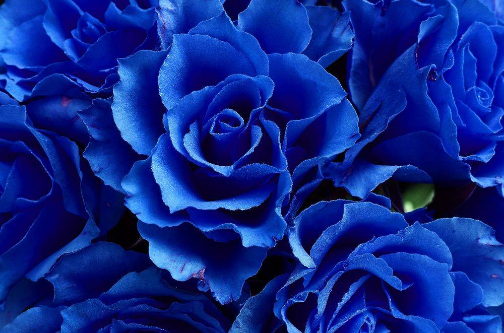 Значение синих роз, преподнесенных в подарок