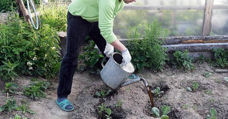 Правильный полив капусты – как правильно организовать в жару на открытом грунте? + видео