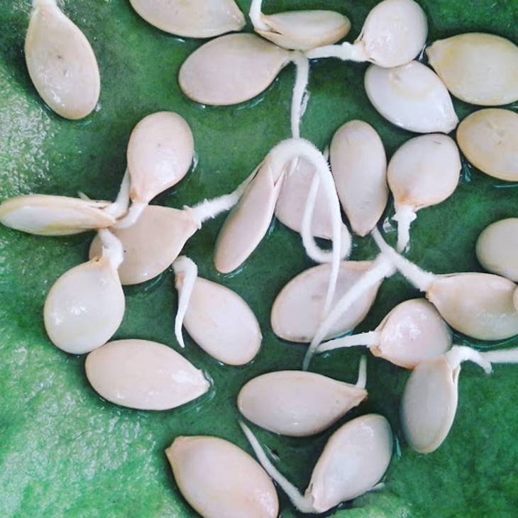 7 методов проверки всхожести семян, которые помогут не остаться без рассады