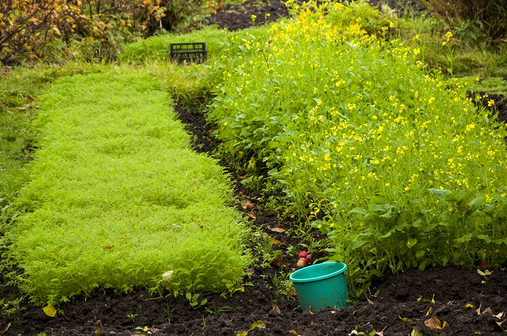 Горчица для огорода: как применять в качестве сидерата, удобрения, польза и вред