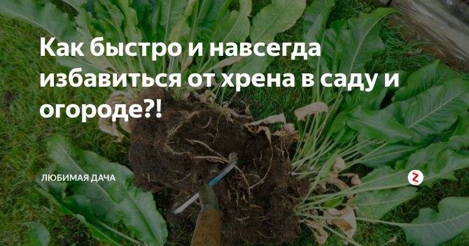 Хреновая битва, или как избавиться от хрена на огороде? фото — ботаничка.ru