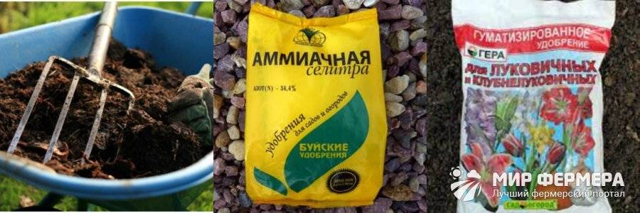 Чем подкормить лилии осенью и весной перед цветением