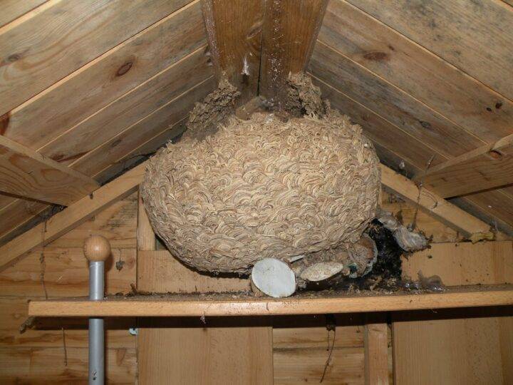 Как избавиться от шершней на даче, уничтожить их гнезда в доме под крышей, обзор лучших средств