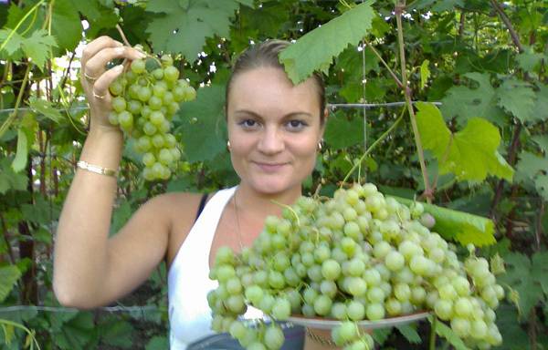 Сажаем виноград весной правильно: когда и как высаживать саженец в грунт — инструкция для начинающих