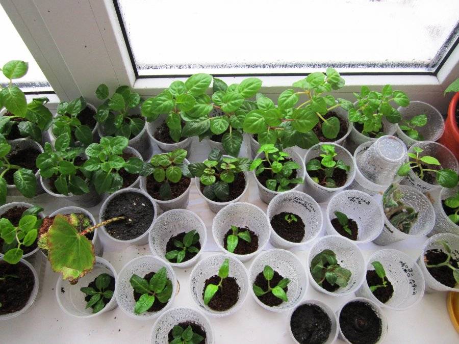 Узнайте, как вырастить фуксию в домашних условиях из семян, с этими  полезными рекомендациями