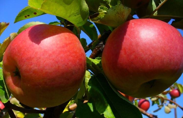 О яблоне подарок графскому: описание сорта, характеристики, агротехника, как выращивать