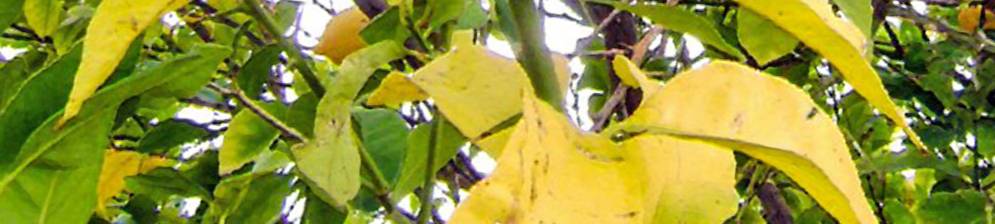 Почему желтеют листья у груши в мае — разъясняем во всех подробностях