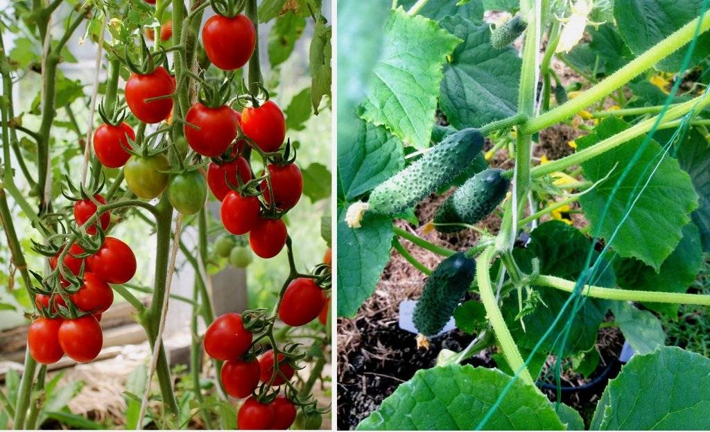 Выращивание огурцов и томатов в теплице: можно ли их сажать вместе?