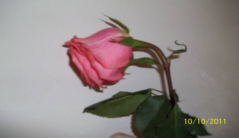 Розы осенью: что делают с розами в сентябре, октябре и ноябре