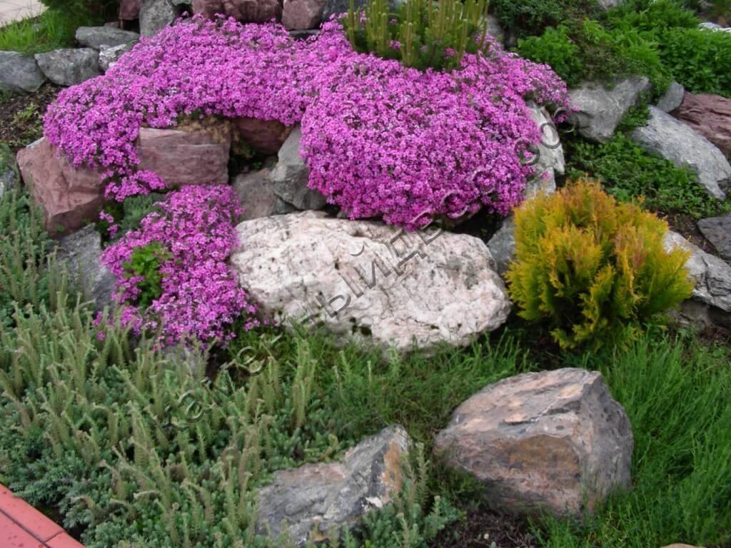 Растения для альпийской горки: самые популярные, цветущие, многолетние и хвойные