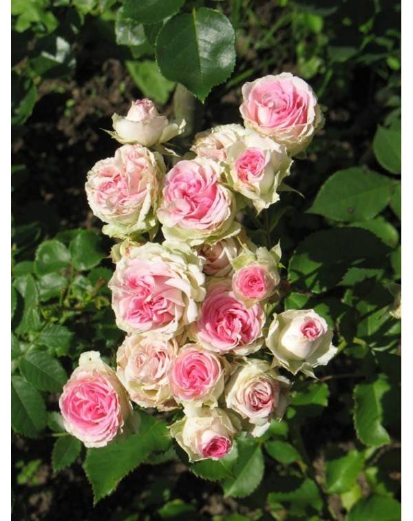 Роза эден роуз — описание, посадка и правила ухода