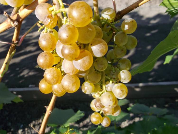 Виноград в сибири - посадка и уход для начинающих, выращивание в открытом грунте, как ухаживать весной
