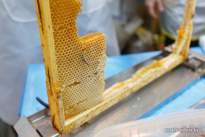 Откуда пчела берет воск для сотов для постройки