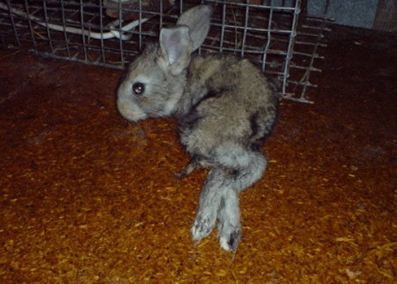 Кролики в домашних условиях. язык тела и поведения кроликов. клетки