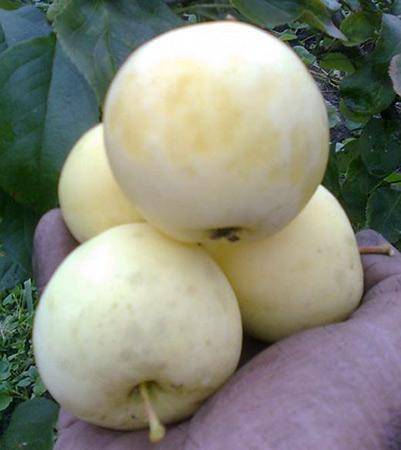 О яблоне Юнга: описание сорта, характеристики, агротехника, выращивание