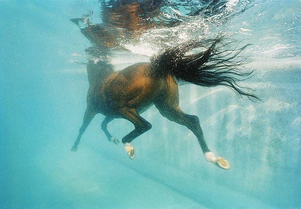Умеют ли лошади плавать? - 9ogorod