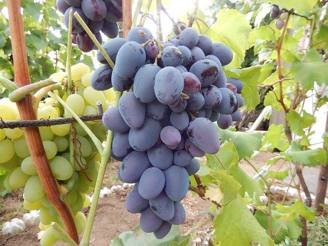Ранние сорта винограда для средней полосы. виноград: топ-7 сортов для средней полосы | дачная жизнь