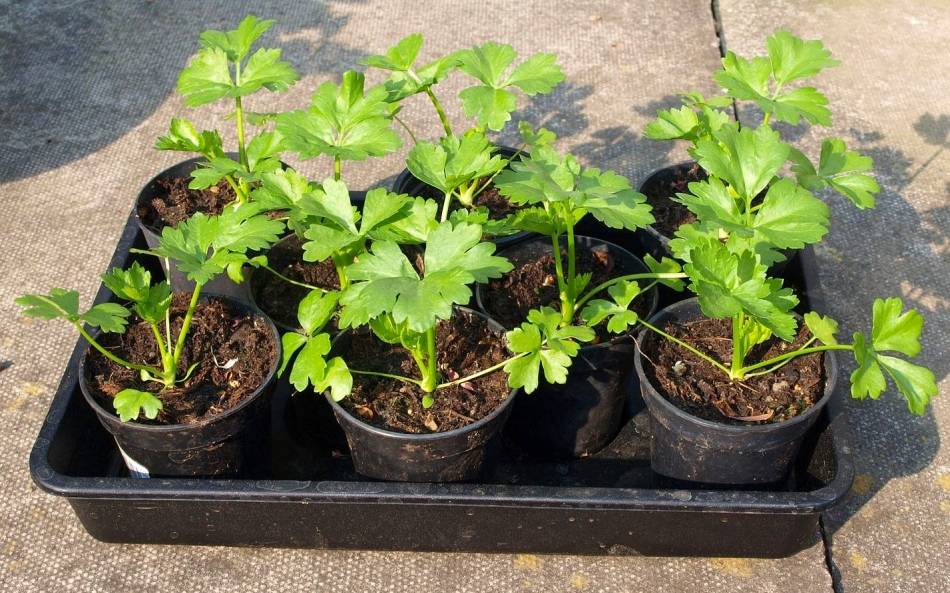 Выращивание и уход за лучшими сортами листовой петрушки: агротехника сортов