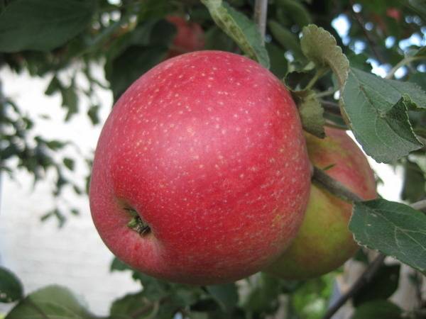 Выращивание яблони пепин шафранный