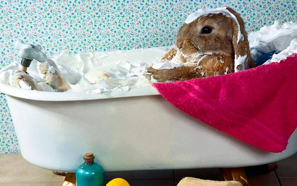 ᐉ можно ли купать кролика: проблемы и особенности процедуры. фото. - zooon.ru