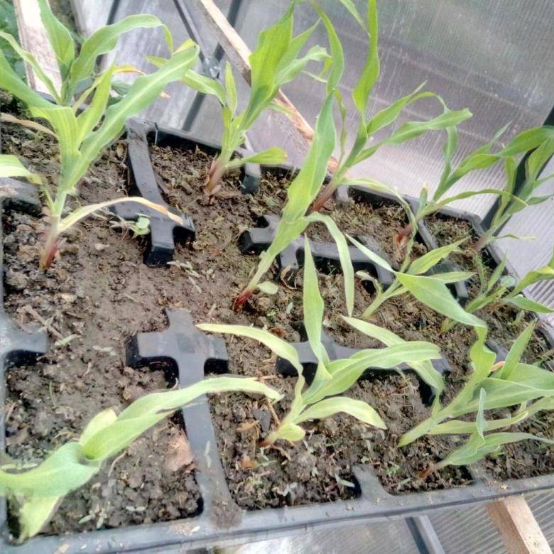 Как вырастить кукурузу из семян: когда и как сажать в огороде на даче?