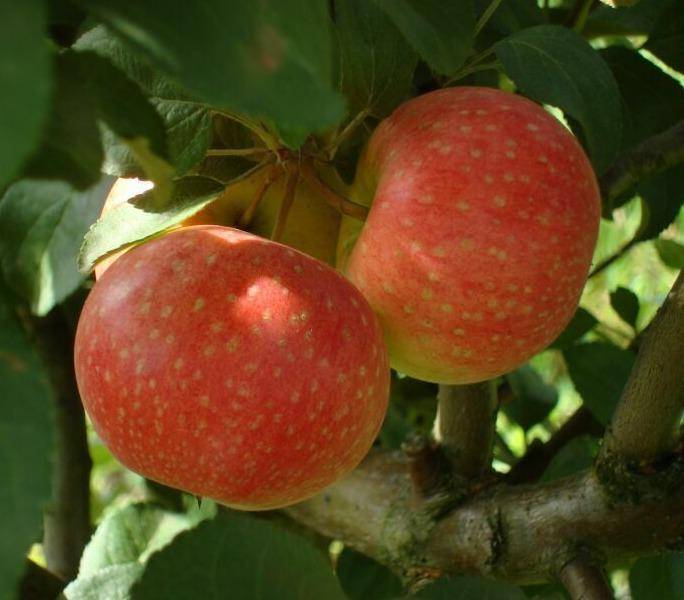 Яблоня елена: описание сорта, фото, отзывы садоводов, морозостойкость