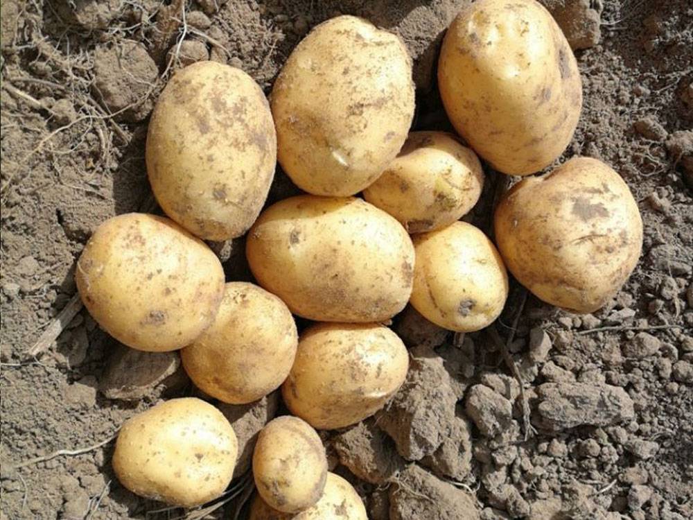 Сорт картофеля ривьера: характеристика, отзывы