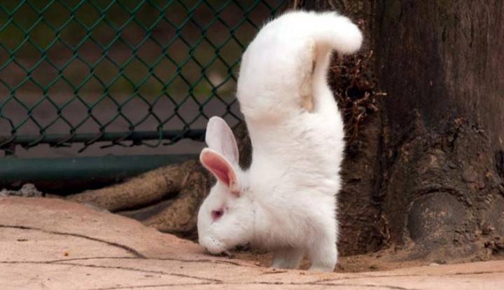 Почему кролик бьет задними лапами