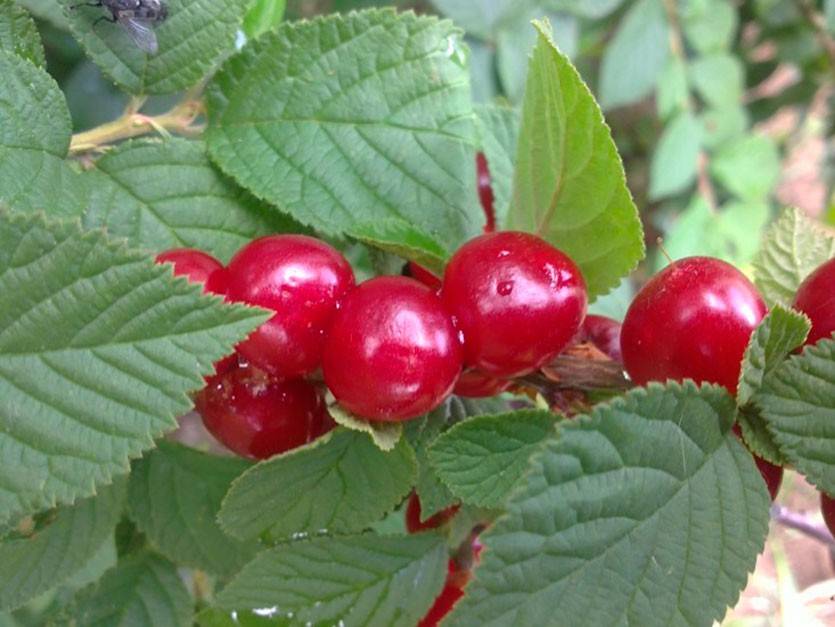 Войлочная вишня: фото и описание сорта, размножение, выращивание и уход