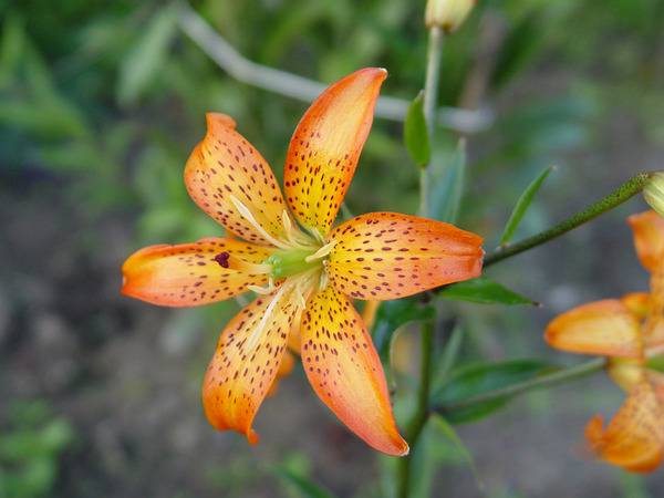 Тигровая лилия: фото и описание, выращивание, посадка и уход в открытом грунте