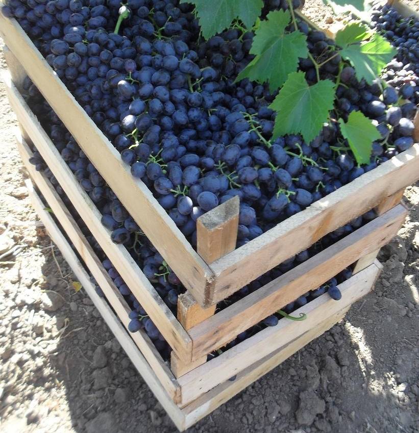 Виноград «аттика» — крупноплодный черный кишмиш