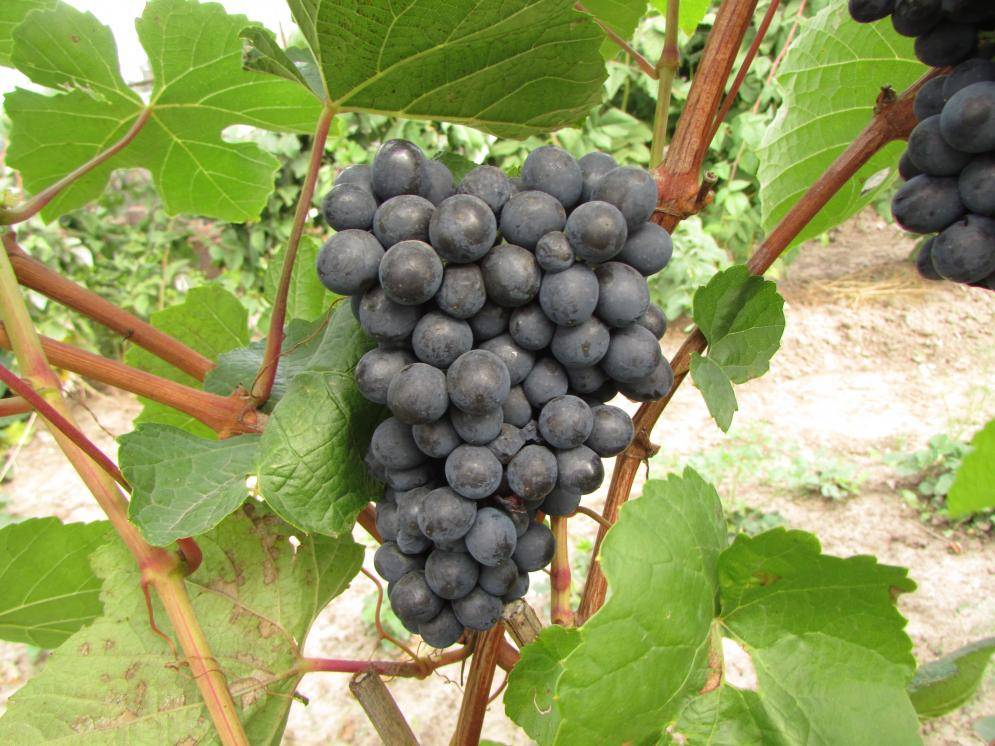 Виноград в сибири: посадка, уход и выращивание для начинающих, как правильно вырастить летом