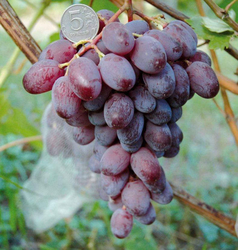 Сорт винограда "сверхранний бессемянный" - описание, особенности виноградной лозы, характеристики, происхождение, фото selo.guru — интернет портал о сельском хозяйстве