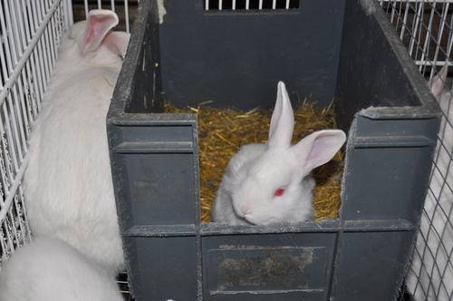 Когда отсаживать крольчат от крольчихи: в каком возрасте, чем кормить