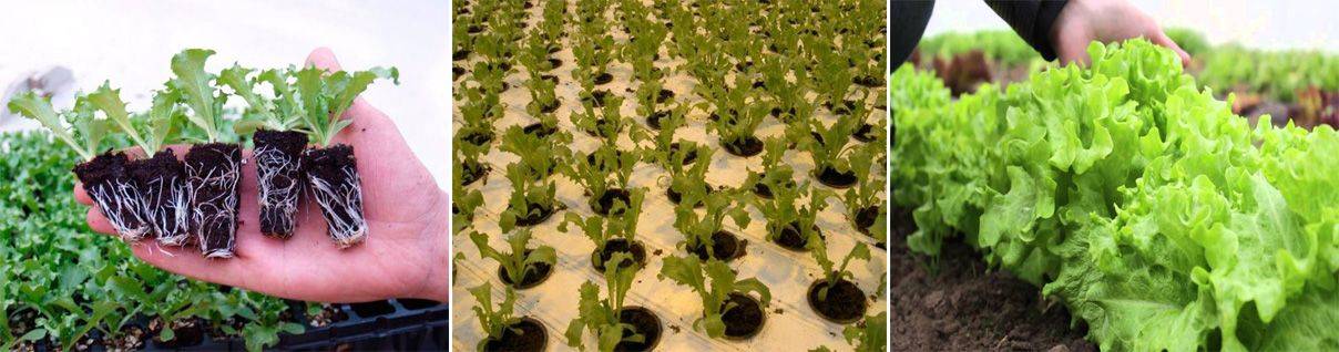 Как сажать салат в открытый грунт семенами