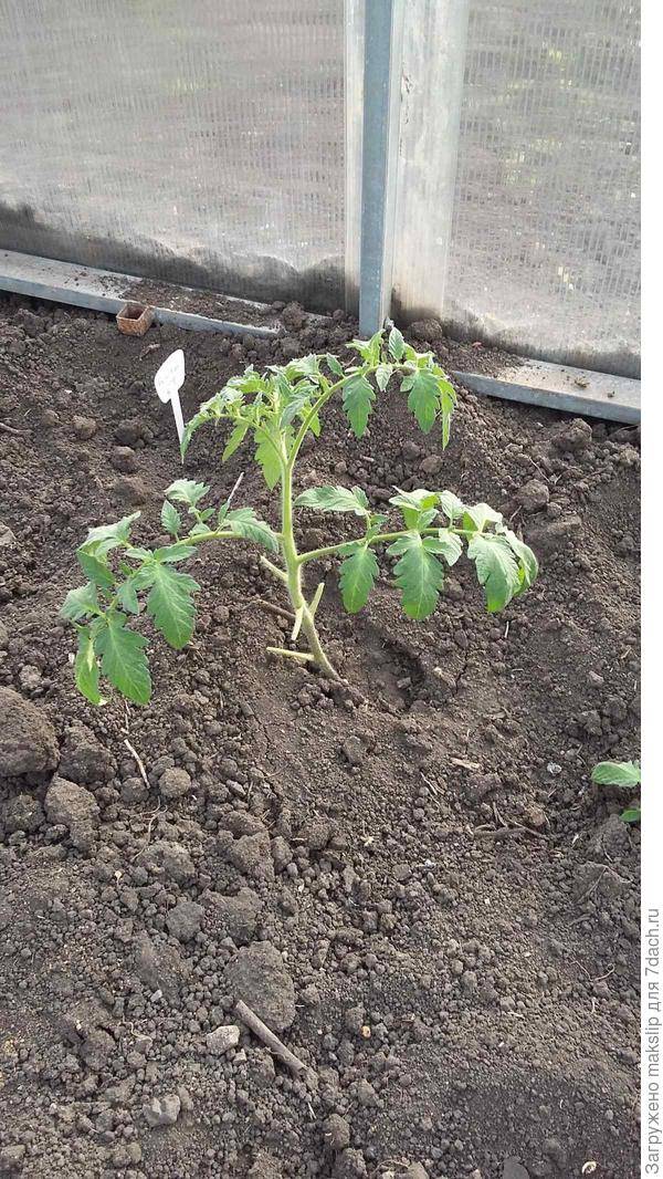Как сажать помидоры в теплице чтобы был большой урожай: схема посадки