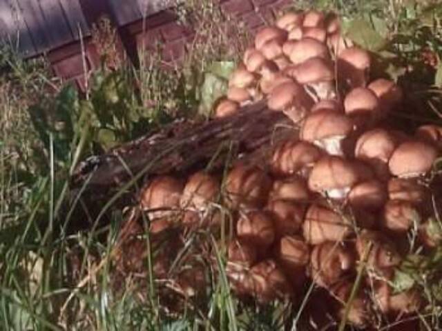 Как выращивать в огороде благородные грибы
