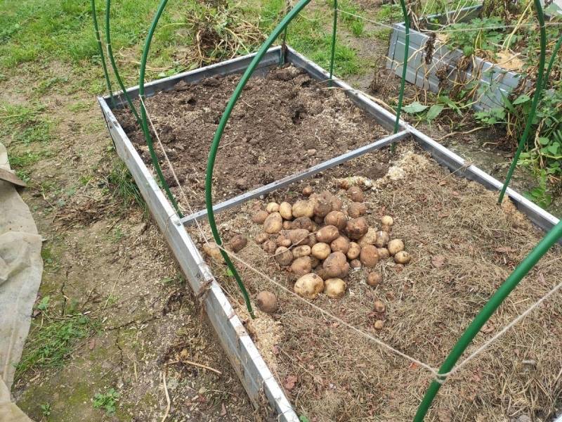 Посадка и выращивание картофеля в грядках, в шахматном порядке, советы