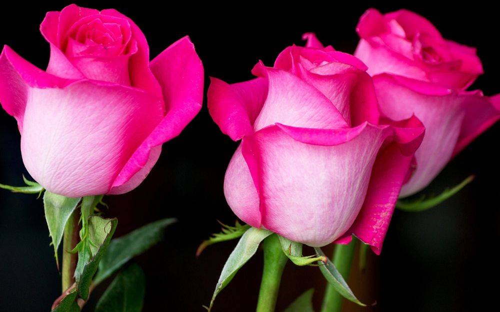 Самые красивые розы в мире (30+ фото) | krasota.ru