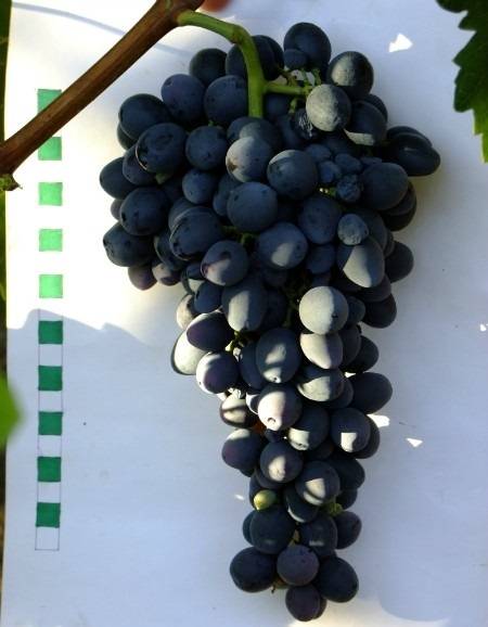 О винограде аттика: описание, характеристика, урожайность, агротехника