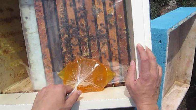Осенняя подкормка пчёл — когда, чем, как?