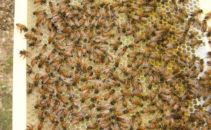 Подкормка пчел осенью сахарным сиропом: сроки
