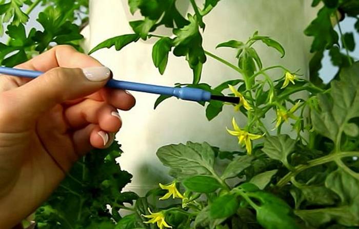 Как вырастить помидоры в домашних условиях: пошаговая инструкция, подходящие сорта, особенности ухода