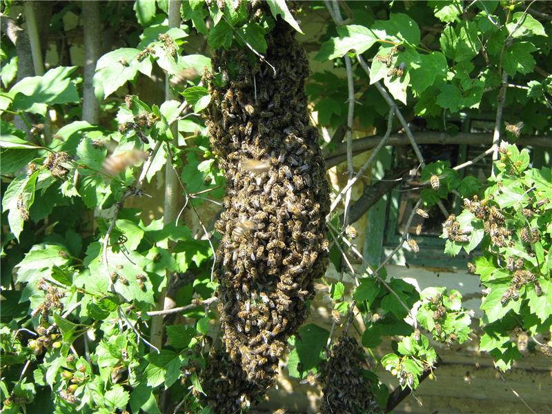 Роение пчел и меры его предупреждения: как предотвратить, искусственное роение