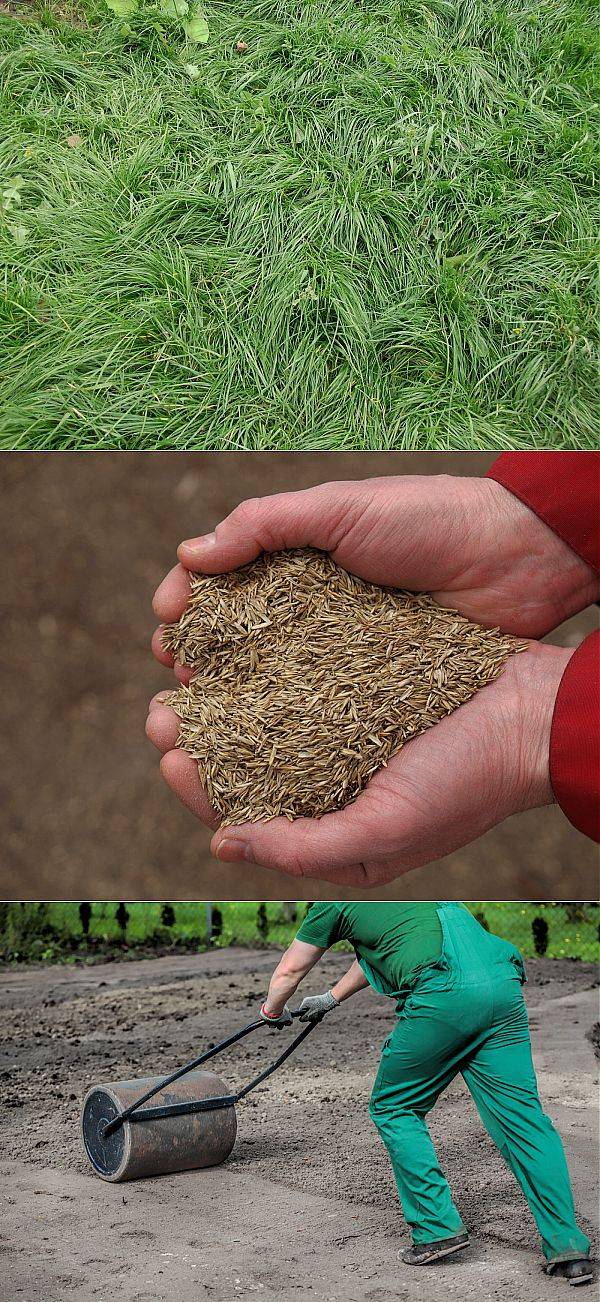 Посев газонной травы своими руками: советы и рекомендации
