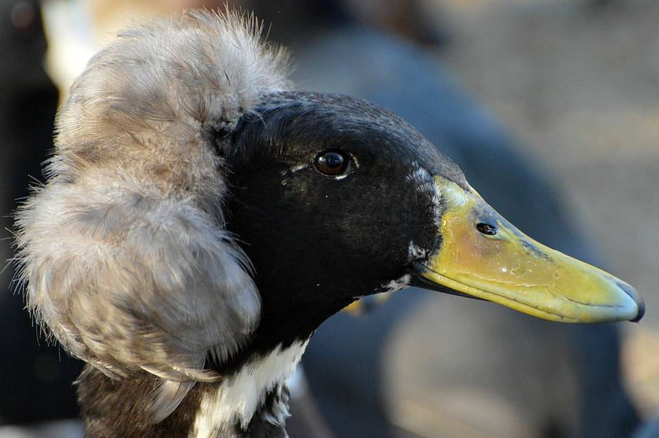 Хохлатая чернеть утка. описание, особенности, образ жизни и среда обитания птицы