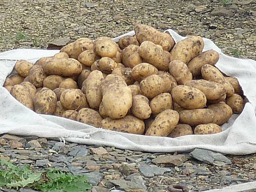 Особенности выращивания белорусского картофеля «ласунок»