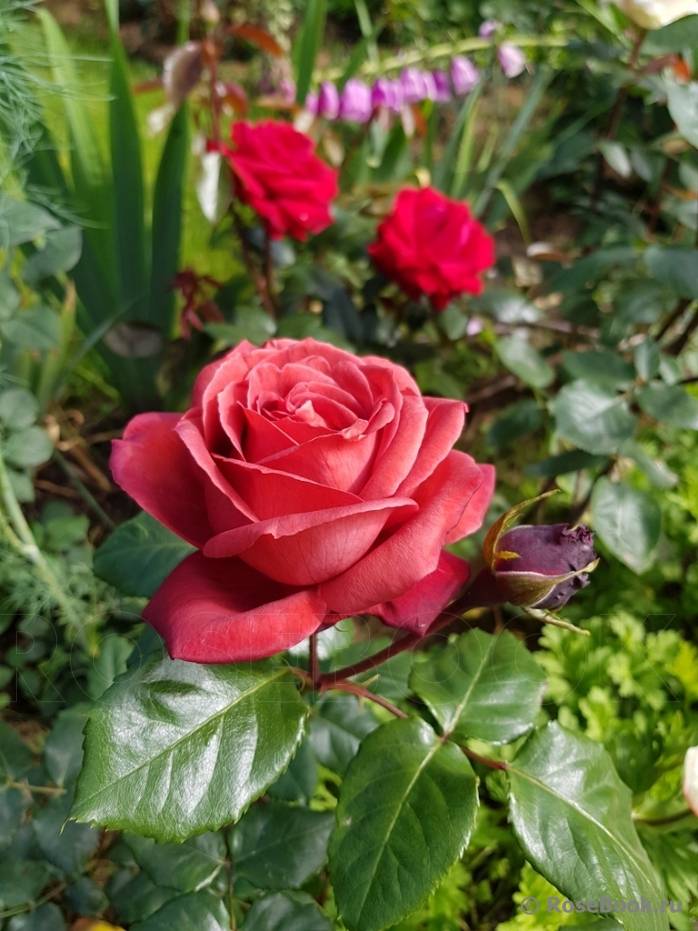 Роза терракота (terracota): фото, описание и особенности